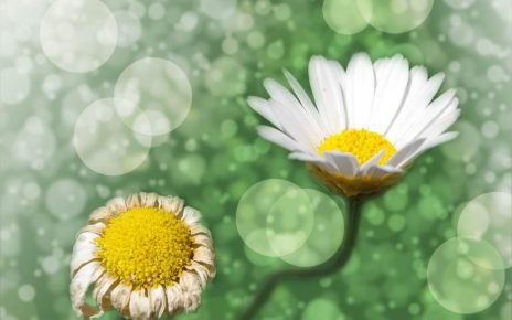 Verwelkte und blühende Blume - Green Events / nachhaltige Veranstaltungen - (c)pixabay lucky2013