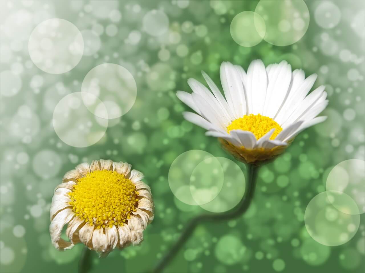 Verwelkte und blühende Blume - Green Events / nachhaltige Veranstaltungen - (c)pixabay lucky2013